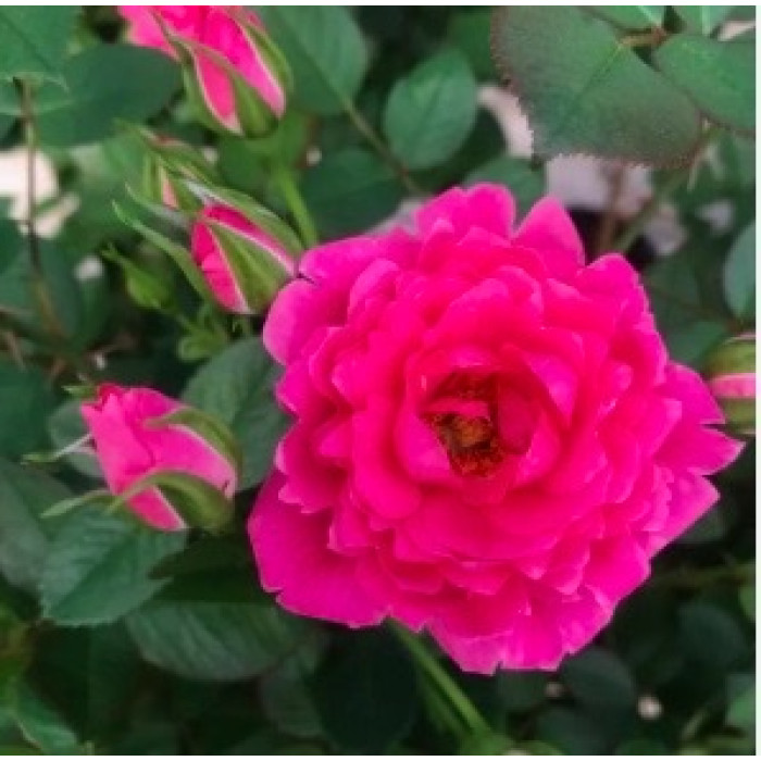 FUCHSIA TERRAZZA® FUCHSIA TERRAZZA®